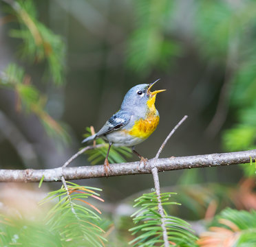 A small warbler of the upper canopy, the Northern Parula can be found in boreal forests of Quebec. It nests in Canada in June and July and after returns south to spend the winter.