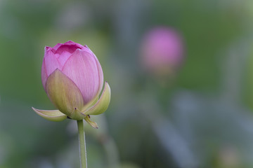 Single Lotus Flower Starting to Bloom