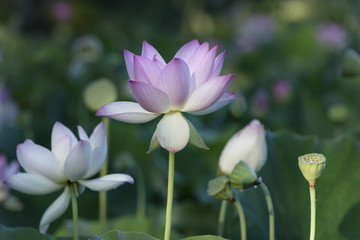 Lotus Flowers in Aquatic Garden