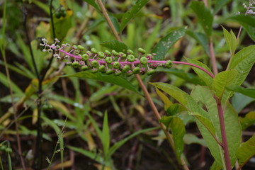 ヨウシュヤマゴボウ（アメリカヤマゴボウ）
果汁はセンリョウ/有毒植物