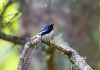 The Black Throated Blue Warbler is a handsome and familiar warbler of the northern forests. It migrates to the boreal forests of Quebec Canada in summer where it nests and returns south for the winter