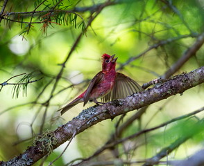 The Purple Finch is the bird that has been famously described as a sparrow dipped in raspberry...