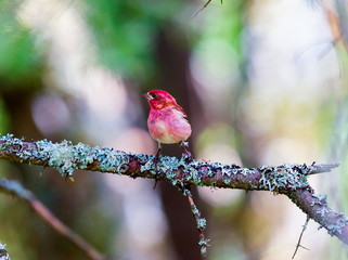 The Purple Finch is the bird that has been famously described as a sparrow dipped in raspberry juice.  This was taken deep in a boreal forest in North Quebec Canada.