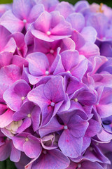 Close-up pink and purple Hydrangea flower in a garden