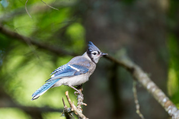 The Blue Jay is a  common, large songbird is familiar to many people, with its perky crest; blue, white, and black plumage; and noisy calls. They are also known for their intelligence.