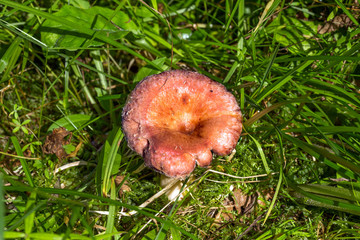 Edible mushroom in the forest closeup. Lactarius torminosus