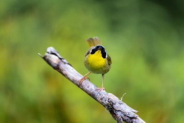 A broad black mask lends a touch of highwayman mystique to the male Common Yellowthroat. Look for these furtive, yellow-and-olive warblers skulking through tangled vegetation, often near marshes.