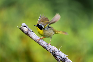 A broad black mask lends a touch of highwayman mystique to the male Common Yellowthroat. Look for these furtive, yellow-and-olive warblers skulking through tangled vegetation, often near marshes.