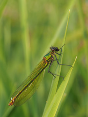 Perched Green Damselfly