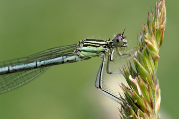 Closeup of Damselfly Clinging to Grass Stalk