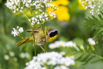 A broad black mask lends a touch of highwayman mystique to the male Common Yellowthroat. Look for these furtive, yellow-and-olive warblers skulking through tangled vegetation, often near marshes.