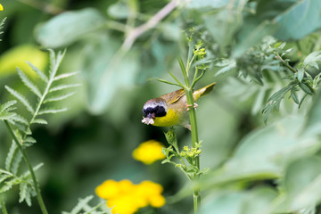 A broad black mask lends a touch of highwayman mystique to the male Common Yellowthroat. Look for these furtive, yellow-and-olive warblers skulking through tangled vegetation, often near marshes.