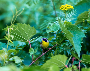 A broad black mask lends a touch of highwayman mystique to the male Common Yellowthroat. Look for these furtive, yellow-and-olive warblers skulking through tangled vegetation, often near marshes.