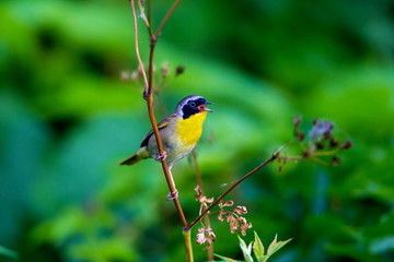 A broad black mask lends a touch of highwayman mystique to the male Common Yellowthroat. Look for these furtive, yellow-and-olive warblers skulking through tangled vegetation, often near marshes.
