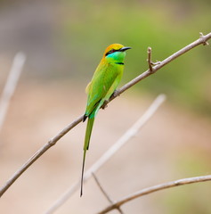 Green Bee-eater India, perched on a branch waiting to swoop down on an unsuspecting insect. These birds are one of incredible India natural treasures. 
