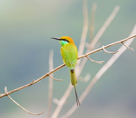 Green Bee-eater India, perched on a branch waiting to swoop down on an unsuspecting insect. These birds are one of incredible India natural treasures. 