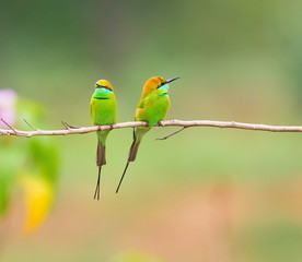 Green Bee-eater India, perched on a branch waiting to swoop down on an unsuspecting insect. These birds are one of incredible India natural treasures. 