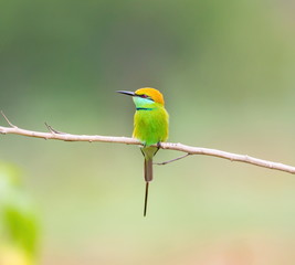 Green Bee-eater India, perched on a branch waiting to swoop down on an unsuspecting insect. These birds are one of incredible India natural treasures. 