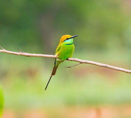 Green Bee-eater India, perched on a branch waiting to swoop down on an unsuspecting insect. These birds are one of incredible India natural treasures. 