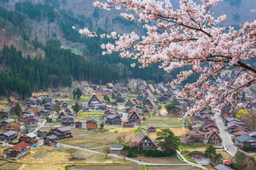 Aerial View of Cherry Blossom Sakura in Spring Season with The H