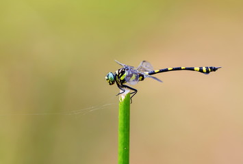 The golden-ringed dragonfly is a striking specimen with an elongated black and yellow striped abdomen. This species is widespread but these were photographed near Bangalore India.