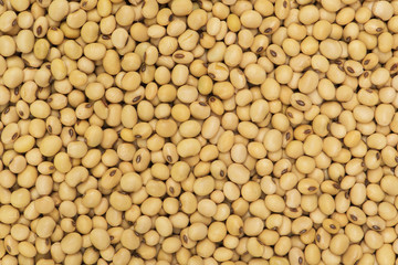 Soybean background, Soya Seed background and textured