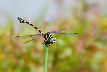 The golden-ringed dragonfly is a striking specimen with an elongated black and yellow striped abdomen. This species is widespread but these were photographed near Bangalore India.