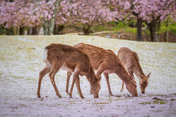 Deers at Nara park during a sunny day in the cherry blossom seas