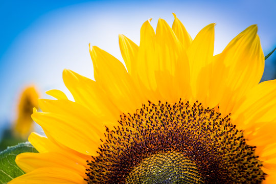 Sonnenblumen - The sunny side of flower power