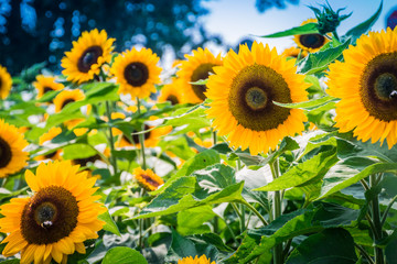 Sonnenblumen - The sunny side of flower power