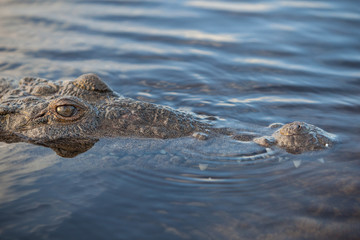 Dangerous American Crocodile in Remote Lagoon