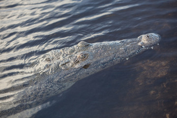 American Crocodile Surfacing