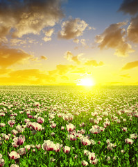 Blooming poppy field at sunset sky. Summer landscape.