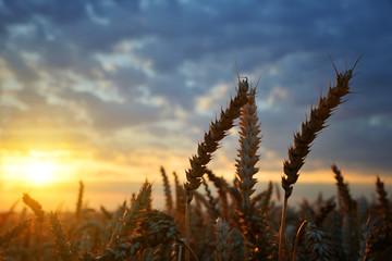 Wheat field in the sunset