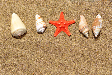 Fototapeta na wymiar Sea shells with starfish on sand. Summer beach background.