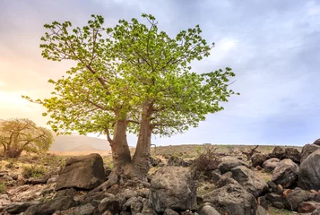 Fotobehang Baobab tree © Alexey Stiop