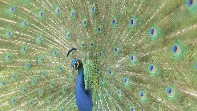 Peacock dismissed his luxurious tail