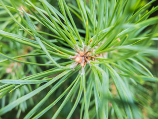 Pine resin on needles, fir branch with drops of tree resin. Details of the nature spruce forests. Pine resin on the needles.