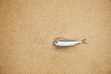 Fototapeta premium Little fish on sandy beach - has died