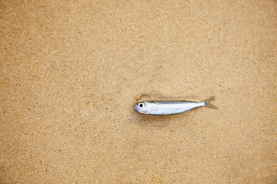 Little fish on sandy beach - has died