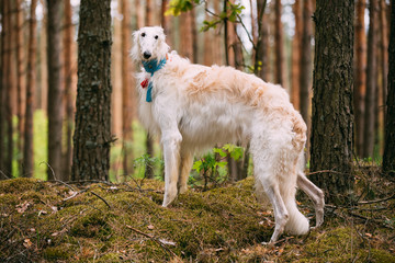 Naklejka na ściany i meble White Russian Dog, Borzoi, Hunting Dog In Spring Summer Forest
