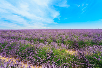 Scenic View of Blooming Bright Purple Lavender Flowers Field in 