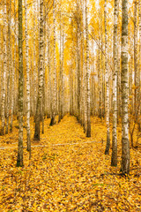 Obraz premium Birch Trees In Autumn Woods Forest. Yellow Foliage. Russian Forest