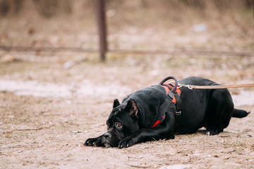 Black Young Cane Corso Puppy Dog Outdoors.