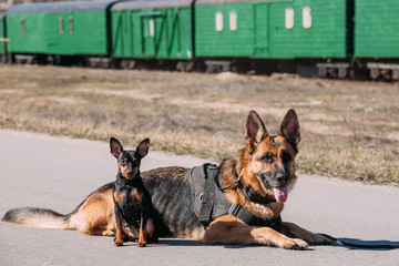 Brown German Sheepdog Alsatian Wolf Dog Sitting On Road In Sunny