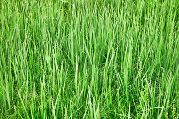 Green tall grass - natural background