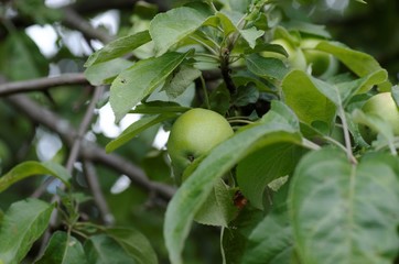 Apple tree branch with immature fruit.