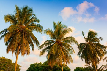 Fototapeta na wymiar Maldives, tropical palms and sky