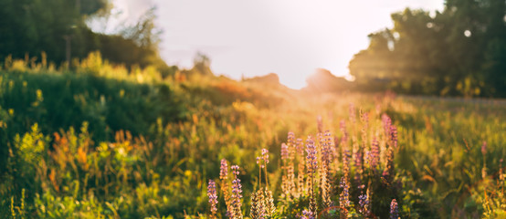 Panoramic View Of Bloomy Glade Of Wild Flowers Lupine On Summer  © Great Brut Here