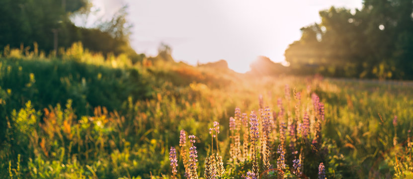 Fototapeta Panoramic View Of Bloomy Glade Of Wild Flowers Lupine On Summer 